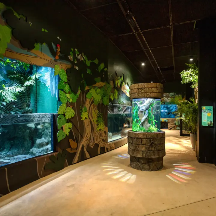 Mini leko in aquarium